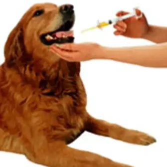 Jeringa oral para mascotas Petcare